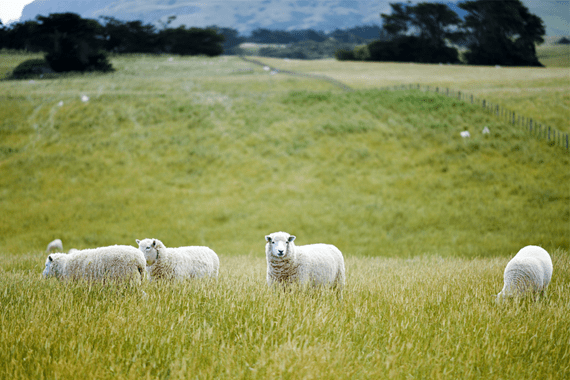 natural sheep casings from free range grass fed new zealand sheep